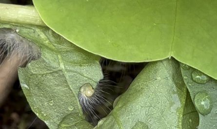 The Moderately Hungry Caterpillar [OC]