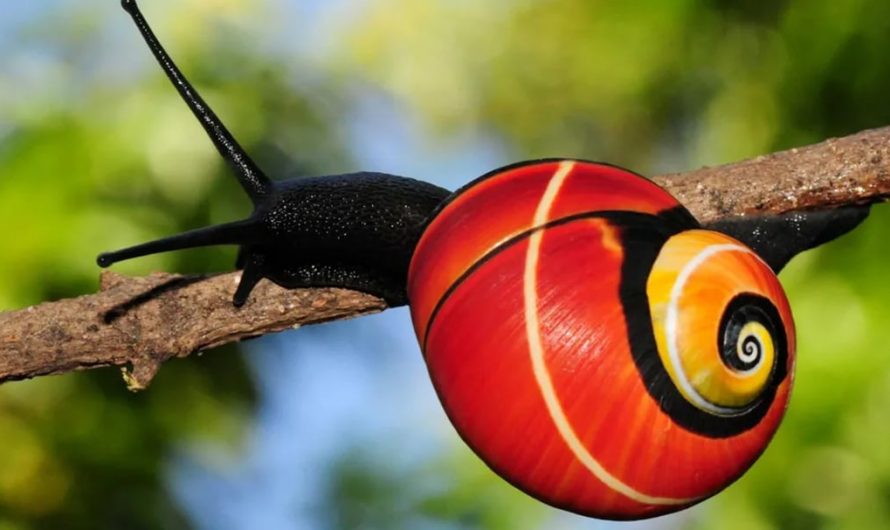 The Vibrant Shells of the Cuban Painted Snail