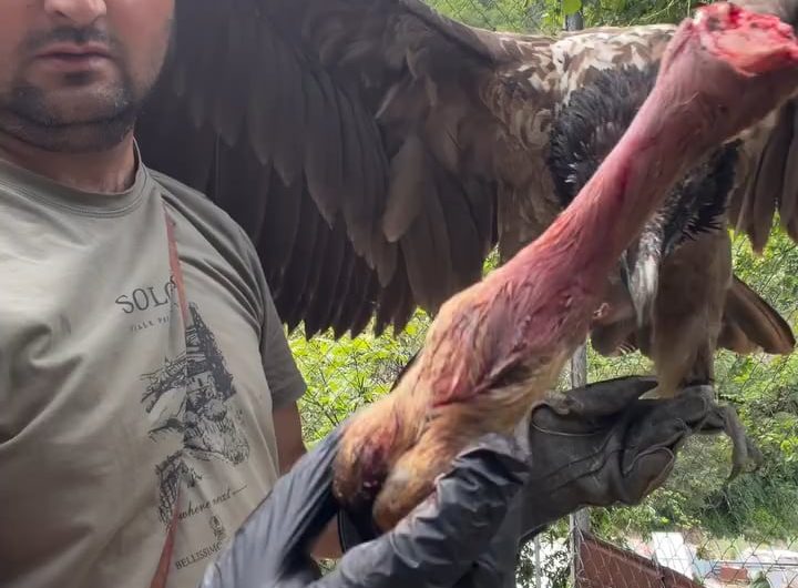 The bearded vulture (also known as the lammergeier) is able to digest bones and hooves thanks to the extremely high acidity of its stomach acid and its unique anatomical adaptations