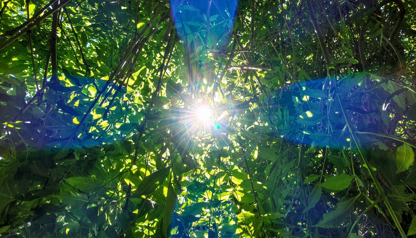 The blue aberrations in my tree photo