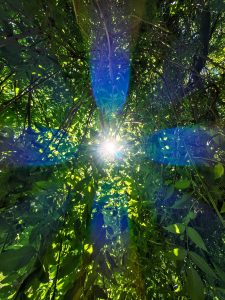 The blue aberrations in my tree photo