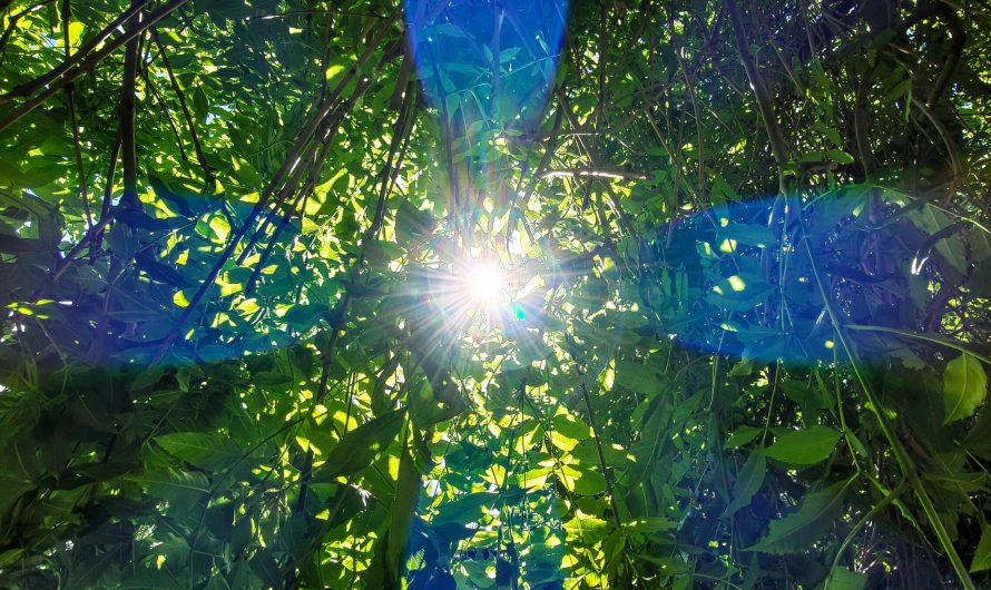 The blue aberrations in my tree photo
