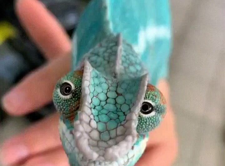 The chameleon’s eyes provide 360-degree vision due to their unique anatomy and the ability to switch between monocular and binocular vision
