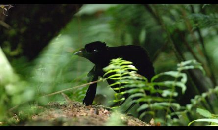 The courtship display of the Vogelkop Superb Bird-of-Paradise. It transforms into a nearly perfect black void that absorbs 99.5% of light, leaving only neon blue markings.
