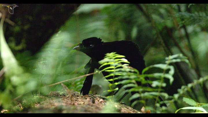 The courtship display of the Vogelkop Superb Bird-of-Paradise. It transforms into a nearly perfect black void that absorbs 99.5% of light, leaving only neon blue markings.