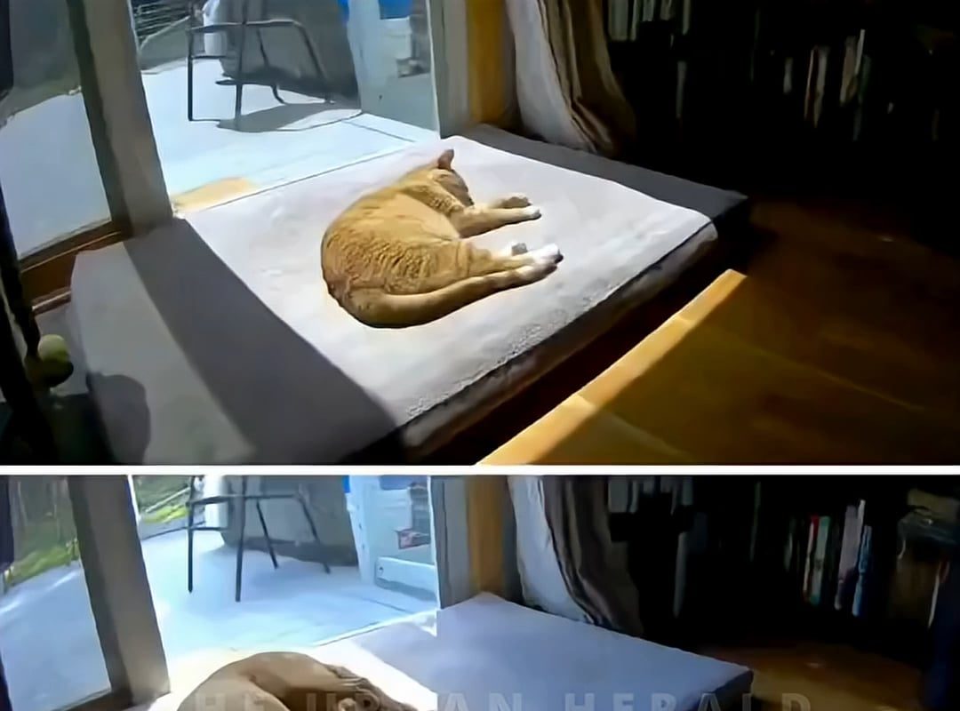 The difference between a dog joining a cat and a cat joining a dog