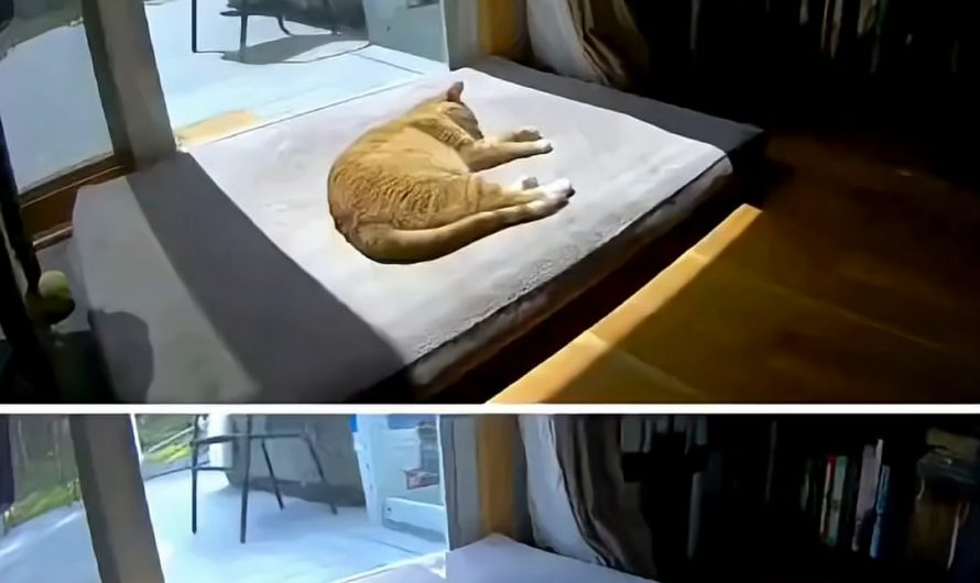 The difference between a dog joining a cat and a cat joining a dog