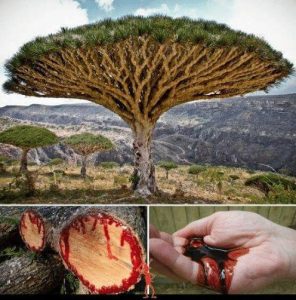The "dragon's blood" tree, it bleeds like humans when cut. Ancient people believed its red, thick sap was dragon's blood. it also has healing & therapuetic qualities. It acts as a natural coagulant to stop bleeding and forms a protective "second skin" over cuts.