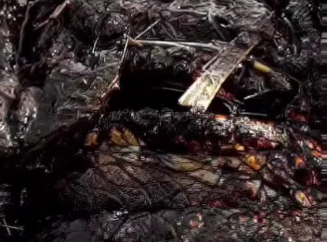 The eye of a crocodile