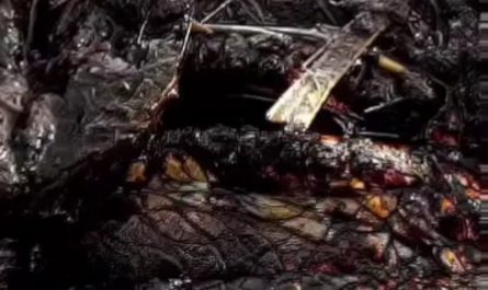 The eye of a crocodile