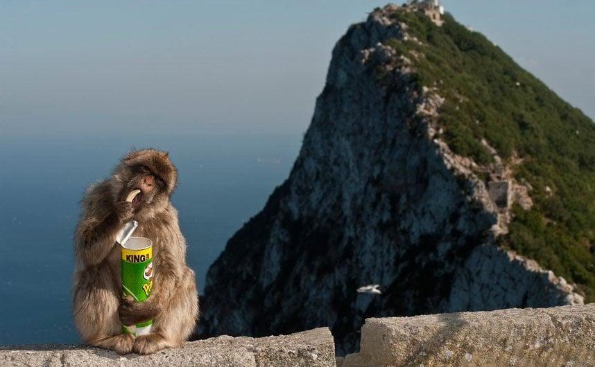 The famous Monkeys(only wild monkeys of Europe) living on Gibraltar have learned that swallowing soil can quell upset stomachs caused by eating tasty snacks offered or stolen from tourists