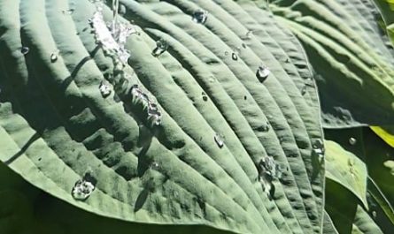 The hydrophobic leaves of the humble hosta [OC]