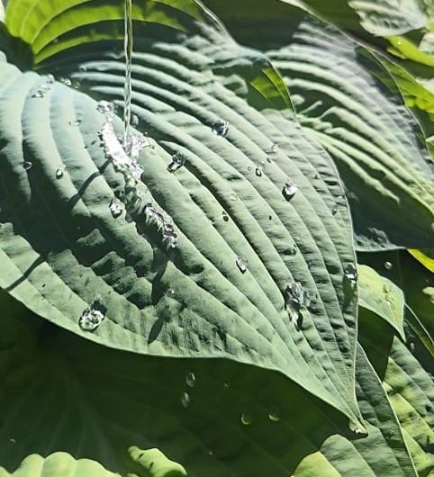 The hydrophobic leaves of the humble hosta [OC]