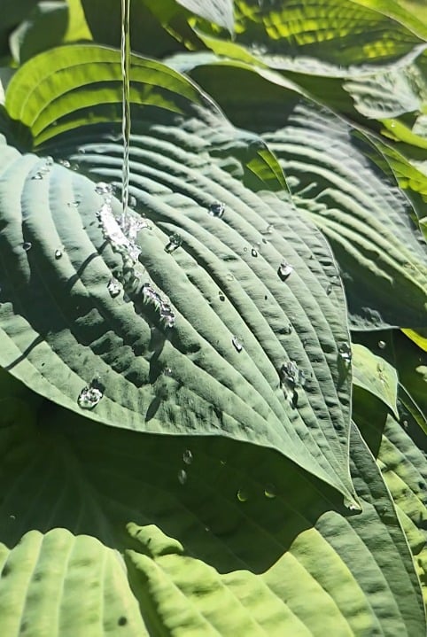 The hydrophobic leaves of the humble hosta [OC]