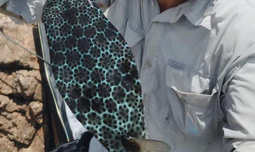 The incredible pattern on this pufferfish my friend caught, we released it afterwards, btw, my friend said these fish have pretty bad tempers under this lovly looking, haha.