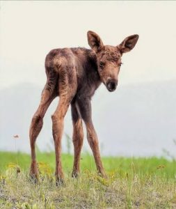 The incredibly long legs of a baby moose