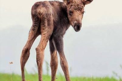 The incredibly long legs of a baby moose