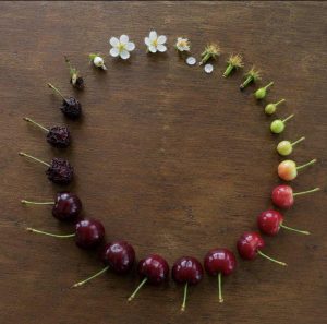 The life cycle of a cherry.