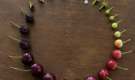 The life cycle of a cherry.
