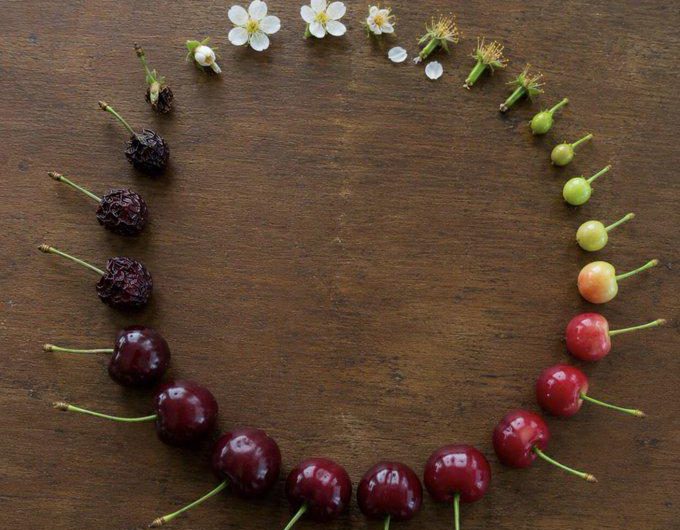 The life cycle of a cherry.
