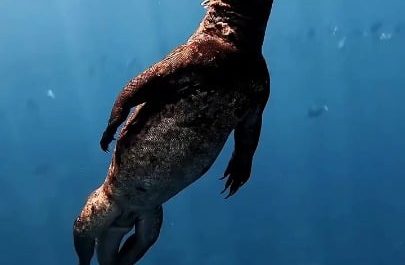 The marine iguana is the only lizard on Earth that forages in the ocean
