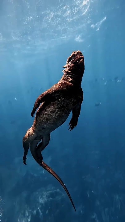 The marine iguana is the only lizard on Earth that forages in the ocean