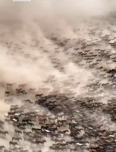 The massive ‘10,000 Horses Galloping’ spectacle at the annual Ili Heavenly Horse Festival in Xinjiang, China. The compressed drone perspective makes the herd look like a digital simulation