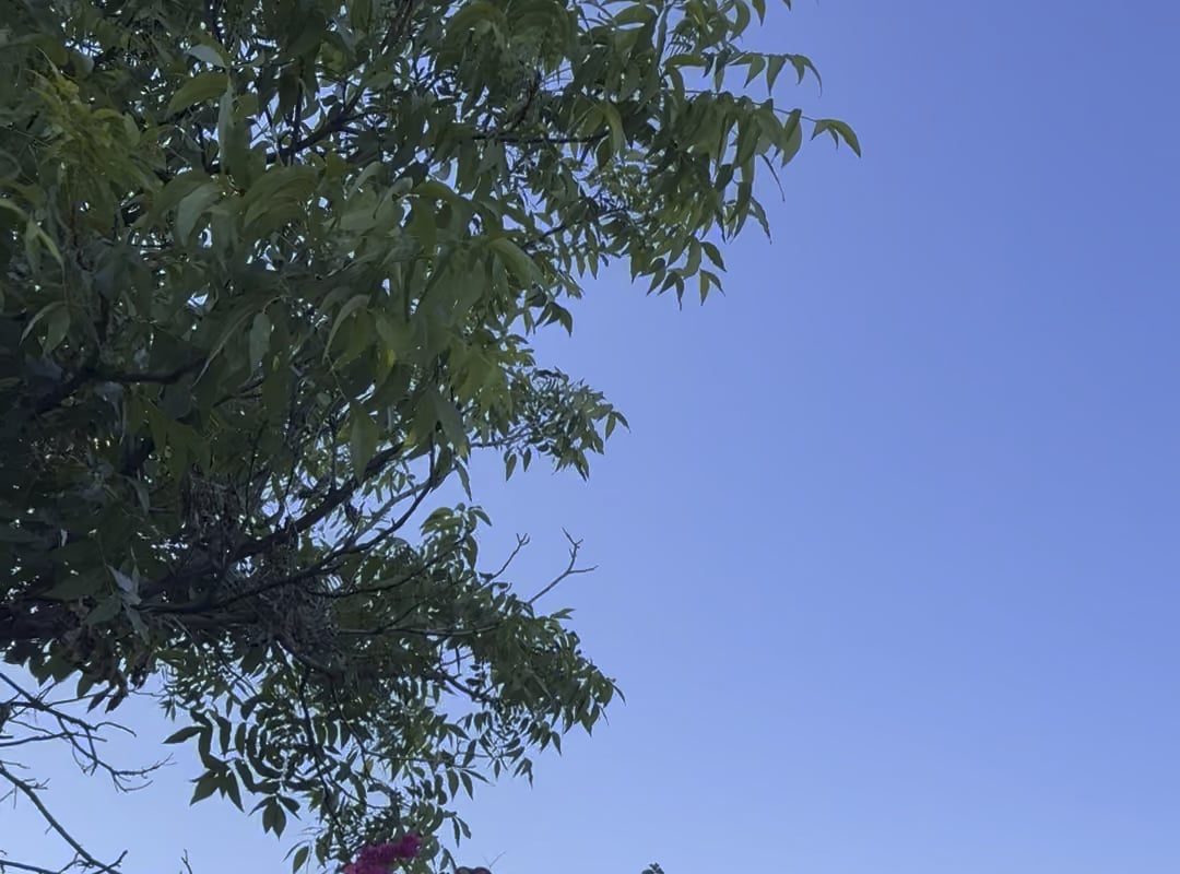 The morning birds in my neighborhood. So soothing.