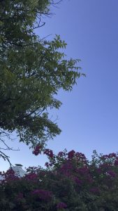 The morning birds in my neighborhood. So soothing.