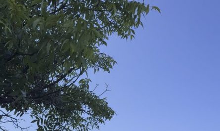 The morning birds in my neighborhood. So soothing.