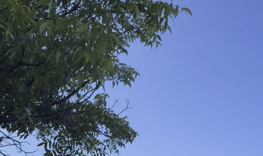 The morning birds in my neighborhood. So soothing.