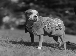 The most honored dog during WWI, Sergeant Stubby (1915-26). Photos of him with all his honors. He actually had the rank of Sargeant by the end. Photos circa 1918-21