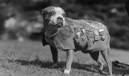 The most honored dog during WWI, Sergeant Stubby (1915-26). Photos of him with all his honors. He actually had the rank of Sargeant by the end. Photos circa 1918-21