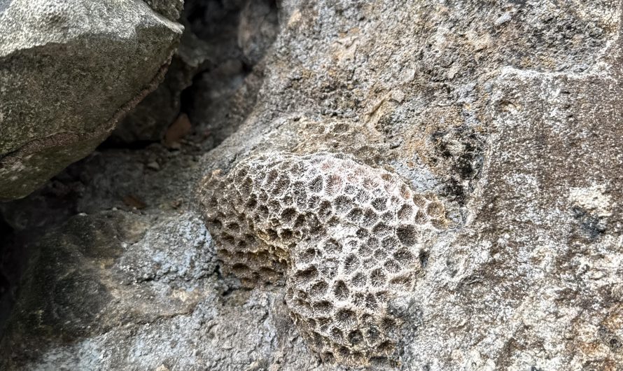 The old church ruins in Camiguin, Philippines have coral in the walls. Apparently it was a very common building material in the Spanish colonial era