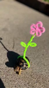 The owner attached a little flower to the tortoise's shell so it's easier to spot while it wanders around.