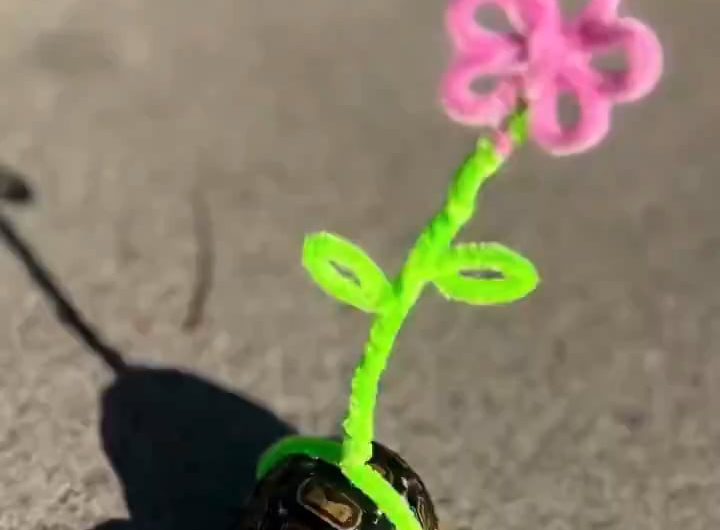 The owner attached a little flower to the tortoise’s shell so it’s easier to spot while it wanders around.
