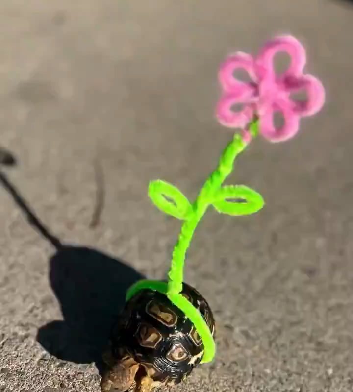 The owner attached a little flower to the tortoise's shell so it's easier to spot while it wanders around.