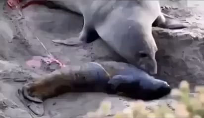 The result of a mother seal who gave birth when she saw that her baby, which she thought was dead, is alive