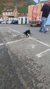 The spatial awareness and focus of this Border Collie