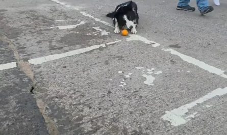 The spatial awareness and focus of this Border Collie