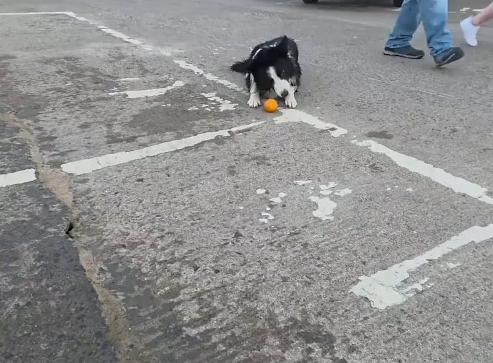 The spatial awareness and focus of this Border Collie