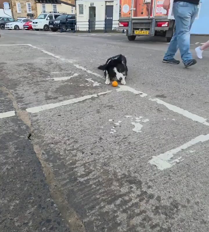 The spatial awareness and focus of this Border Collie