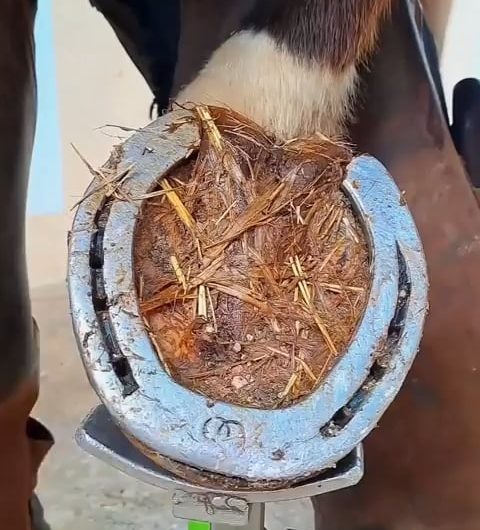 The transformation after a proper hoof trim.