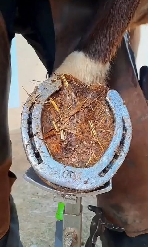 The transformation after a proper hoof trim.