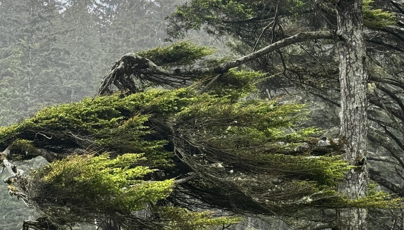 The way these branches look like they’re perpetually in a hurricane