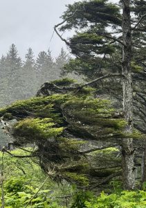 The way these branches look like they’re perpetually in a hurricane