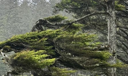 The way these branches look like they’re perpetually in a hurricane