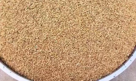 The way these seeds are dyed