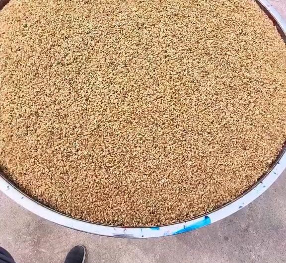 The way these seeds are dyed