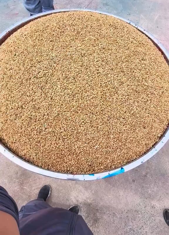 The way these seeds are dyed